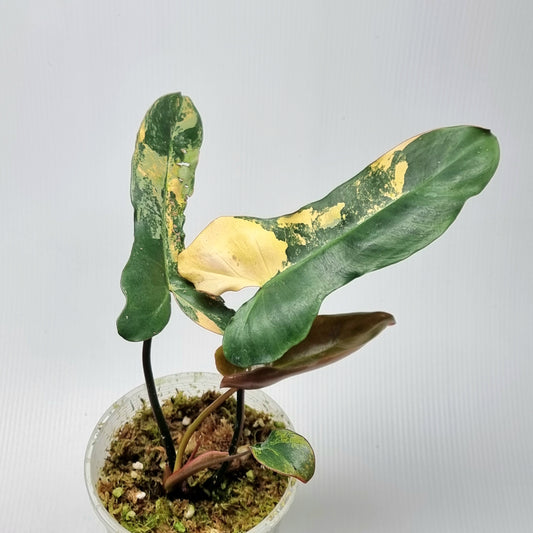 Philodendron Brown Beauty (FB x Black billie)