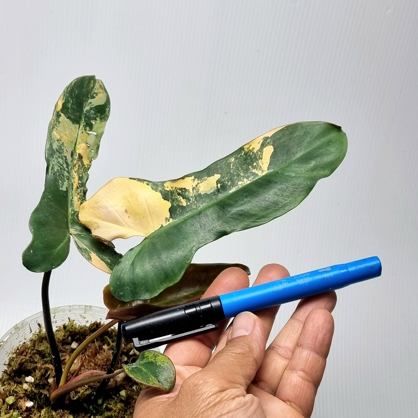 Philodendron Brown Beauty (FB x Black billie)