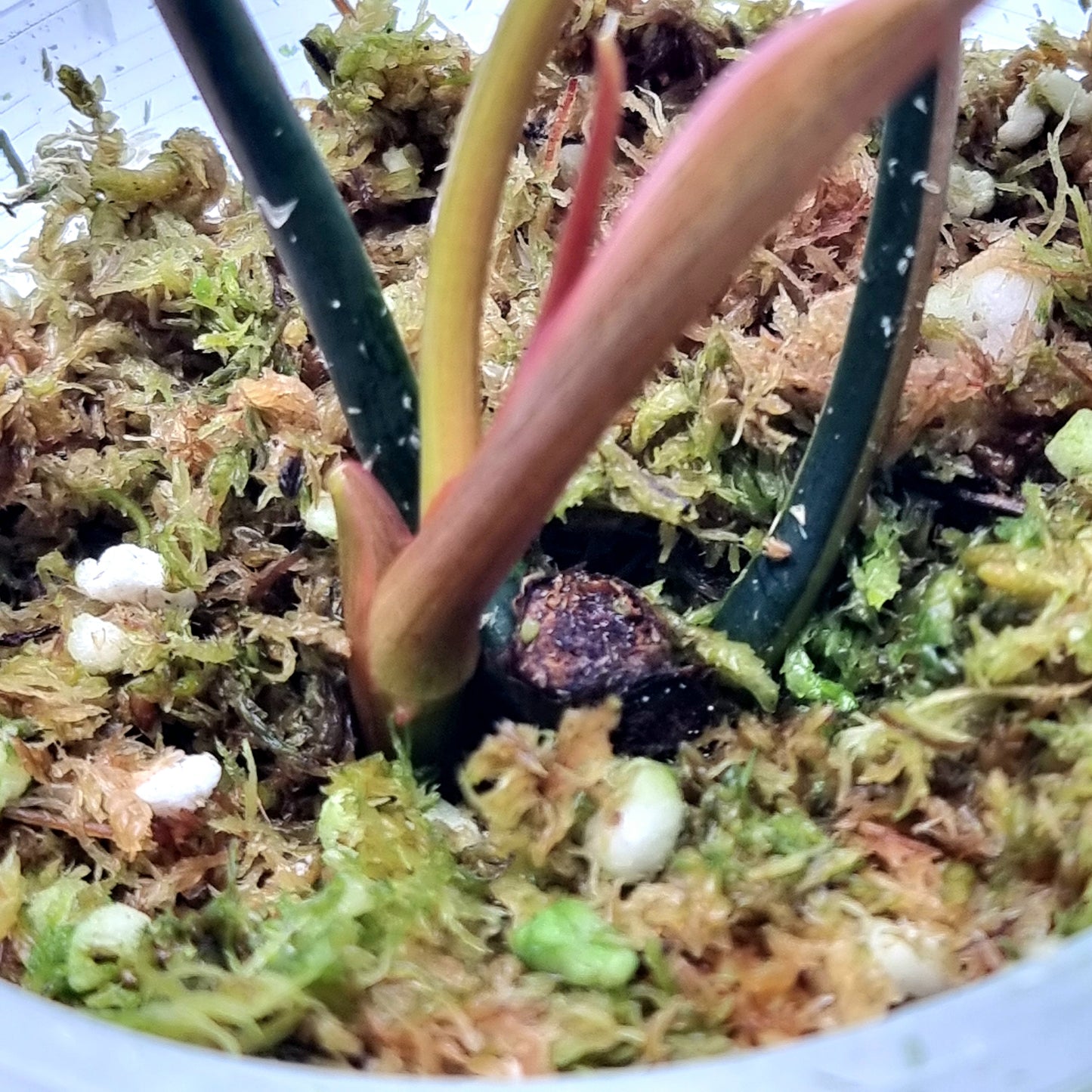 Philodendron Brown Beauty (FB x Black billie)