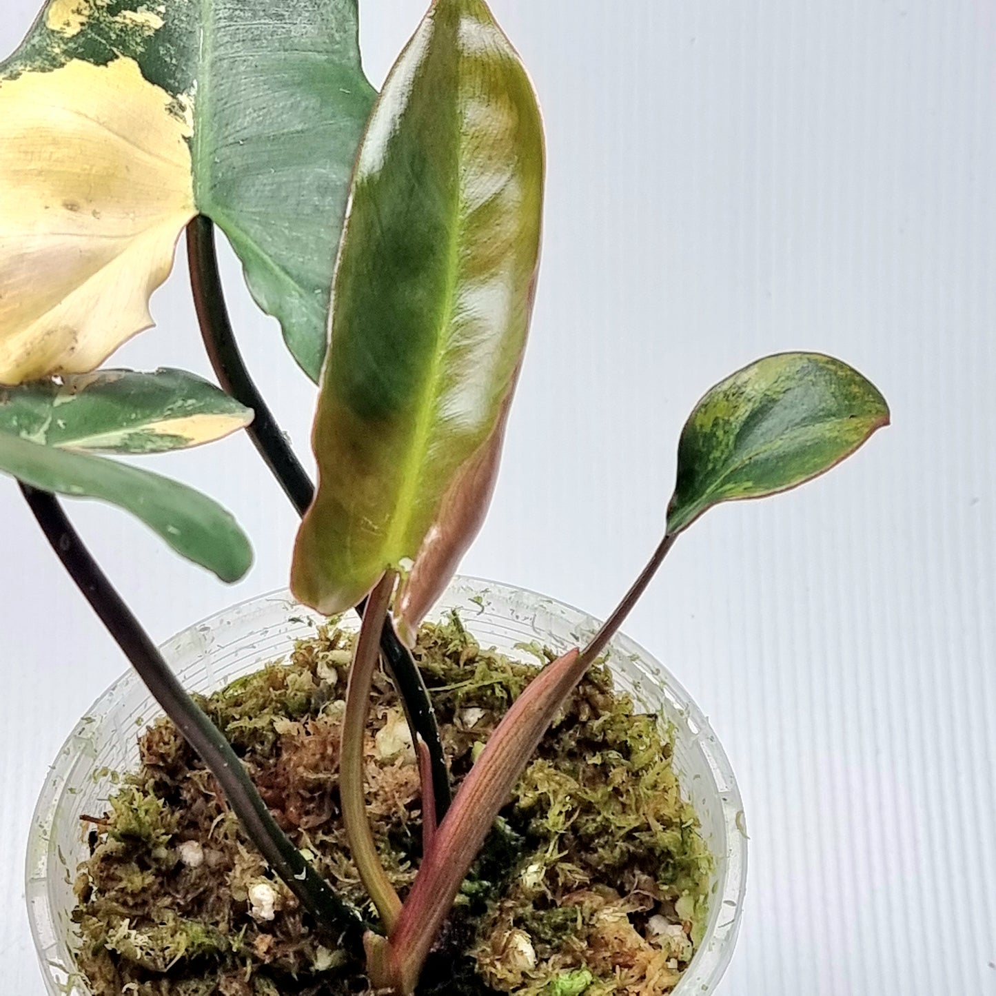 Philodendron Brown Beauty (FB x Black billie)
