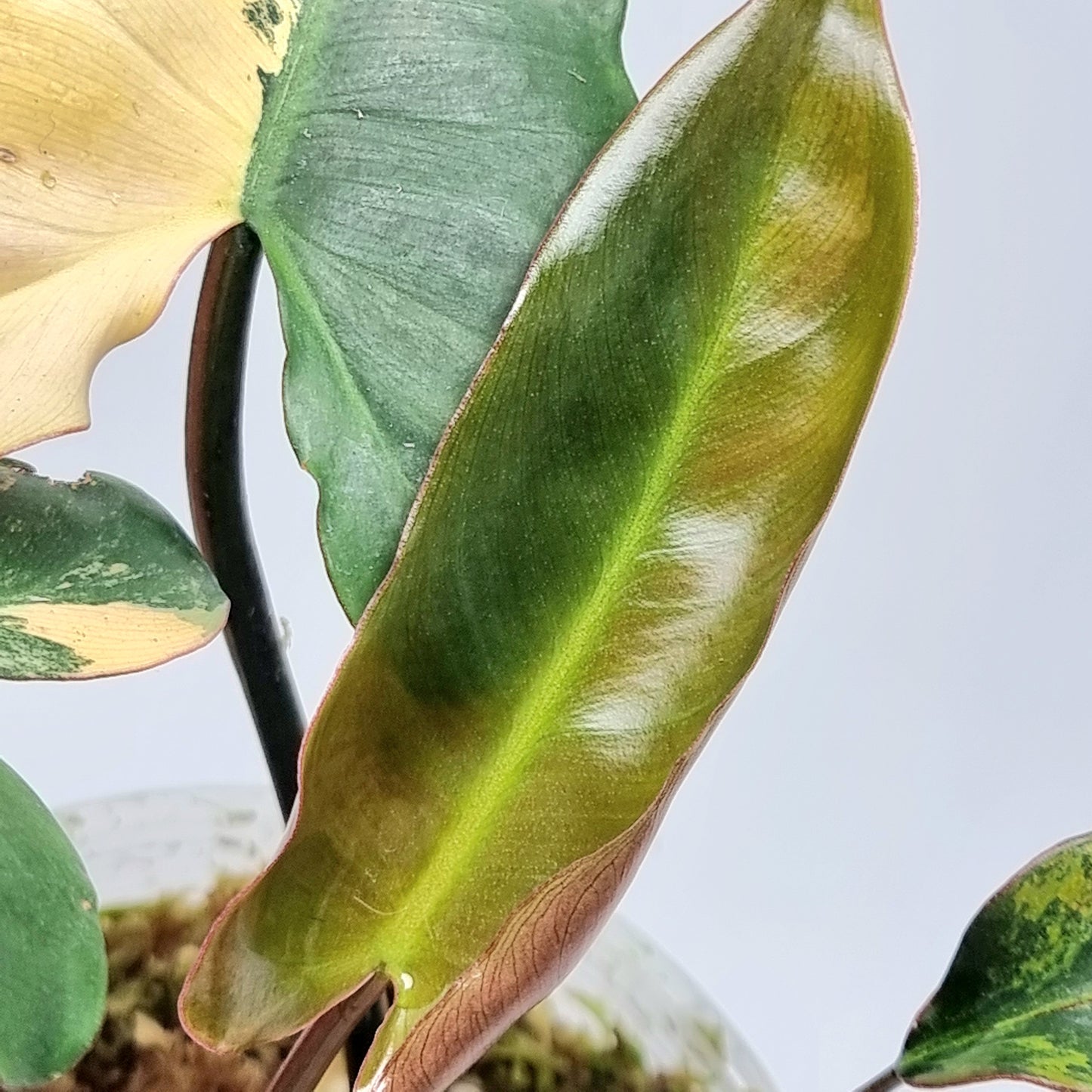 Philodendron Brown Beauty (FB x Black billie)