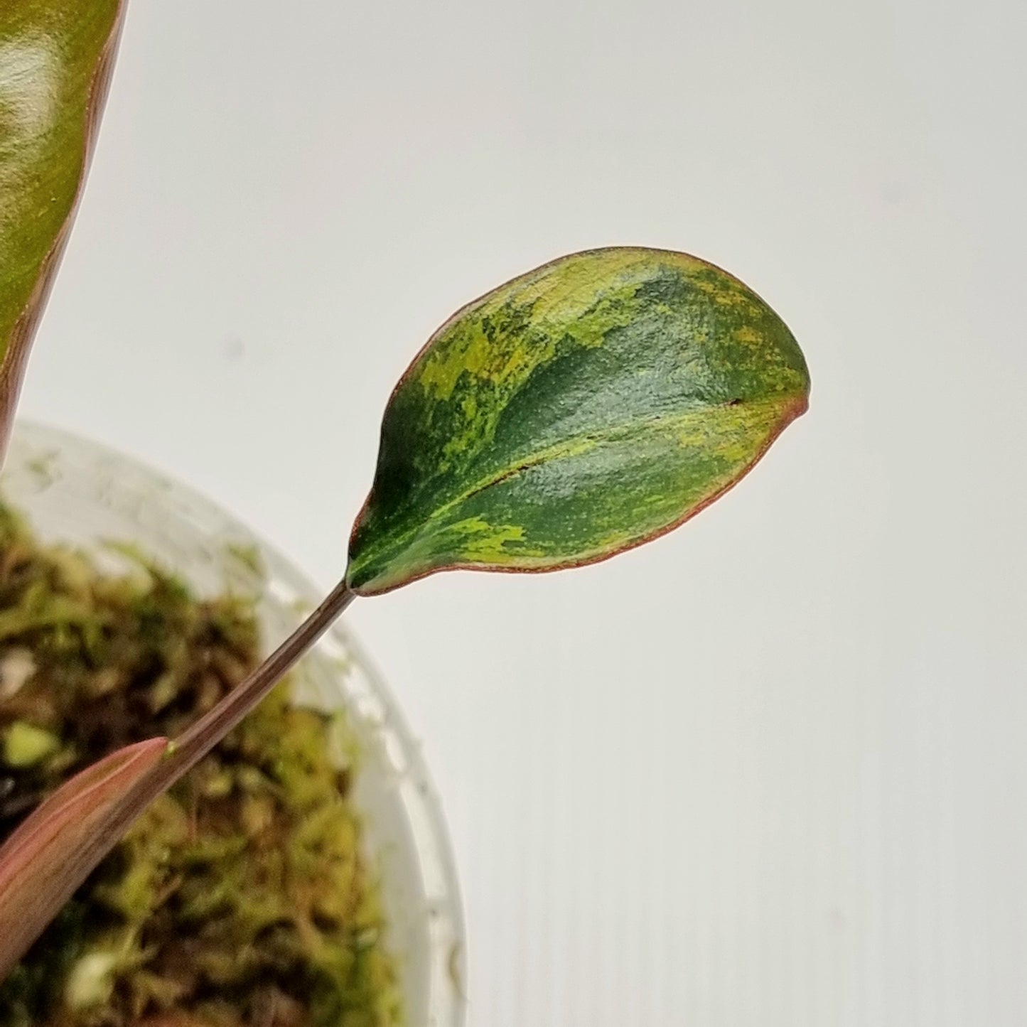 Philodendron Brown Beauty (FB x Black billie)