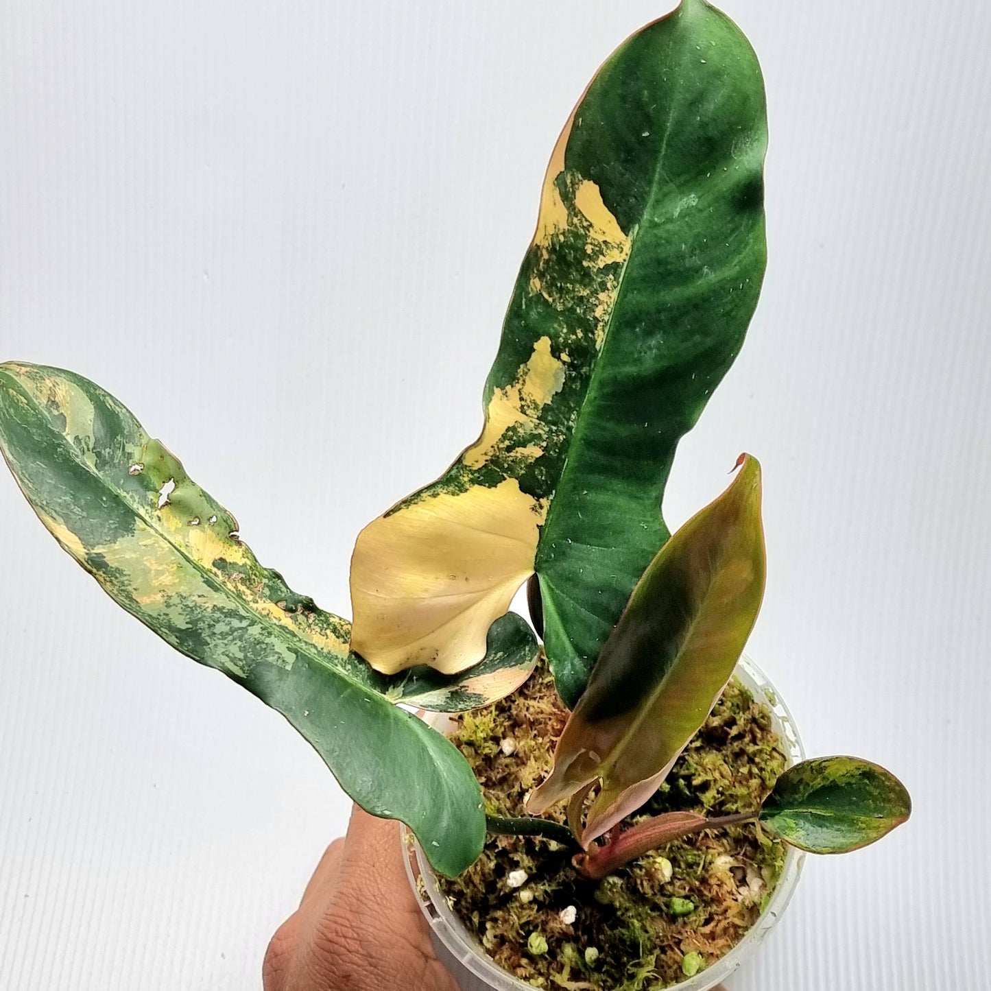 Philodendron Brown Beauty (FB x Black billie)