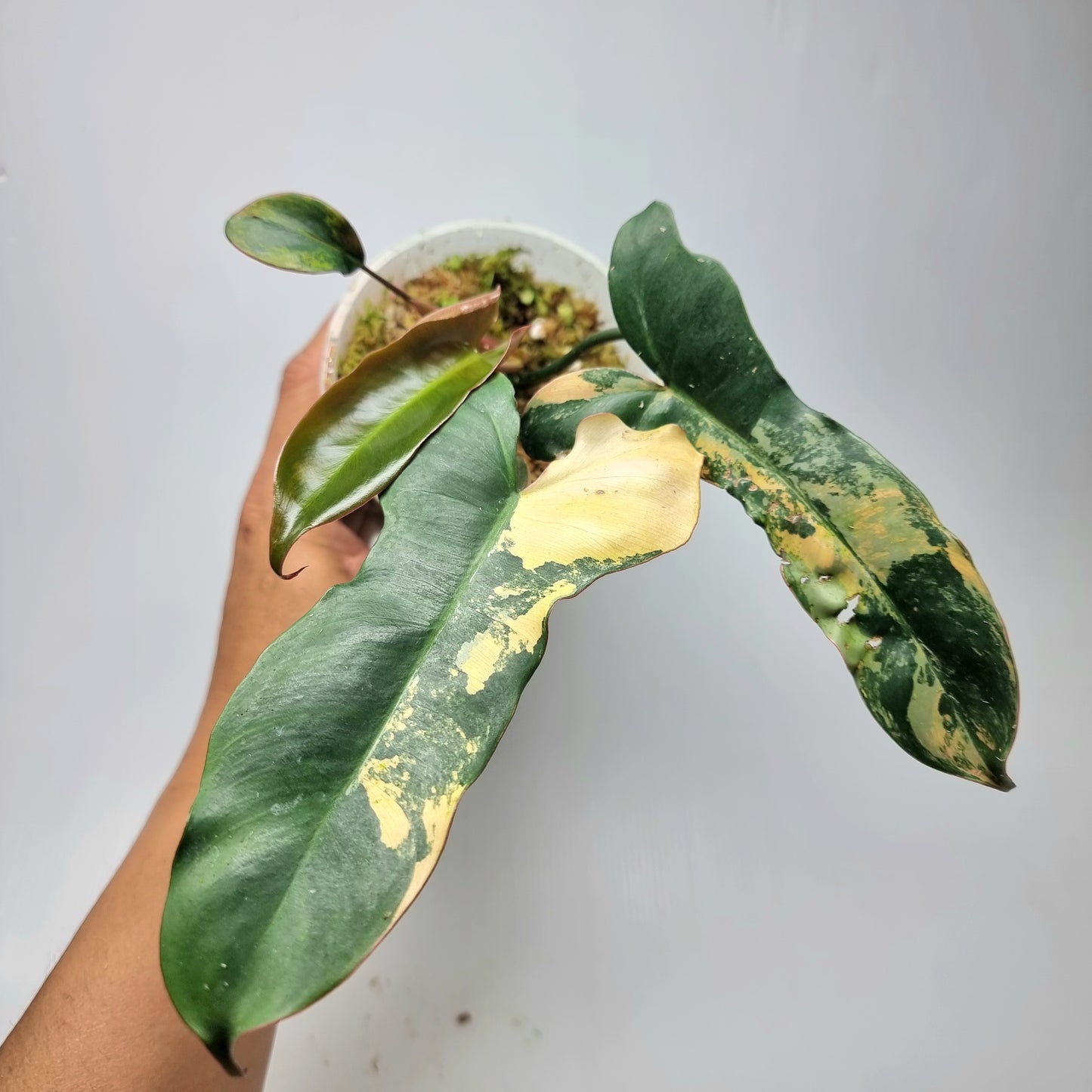 Philodendron Brown Beauty (FB x Black billie)