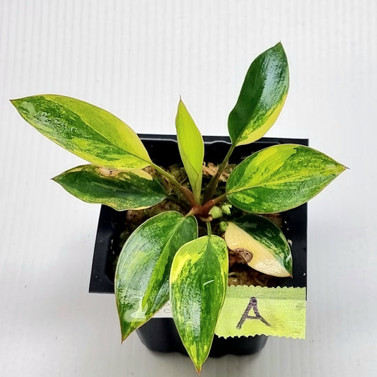 Philodendron Red Congo Variegated