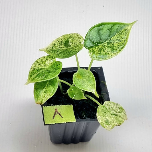 Alocasia Dragon Scale Mint -Double planted