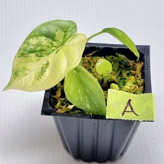 Alocasia Silver Dragon Albo Variegated