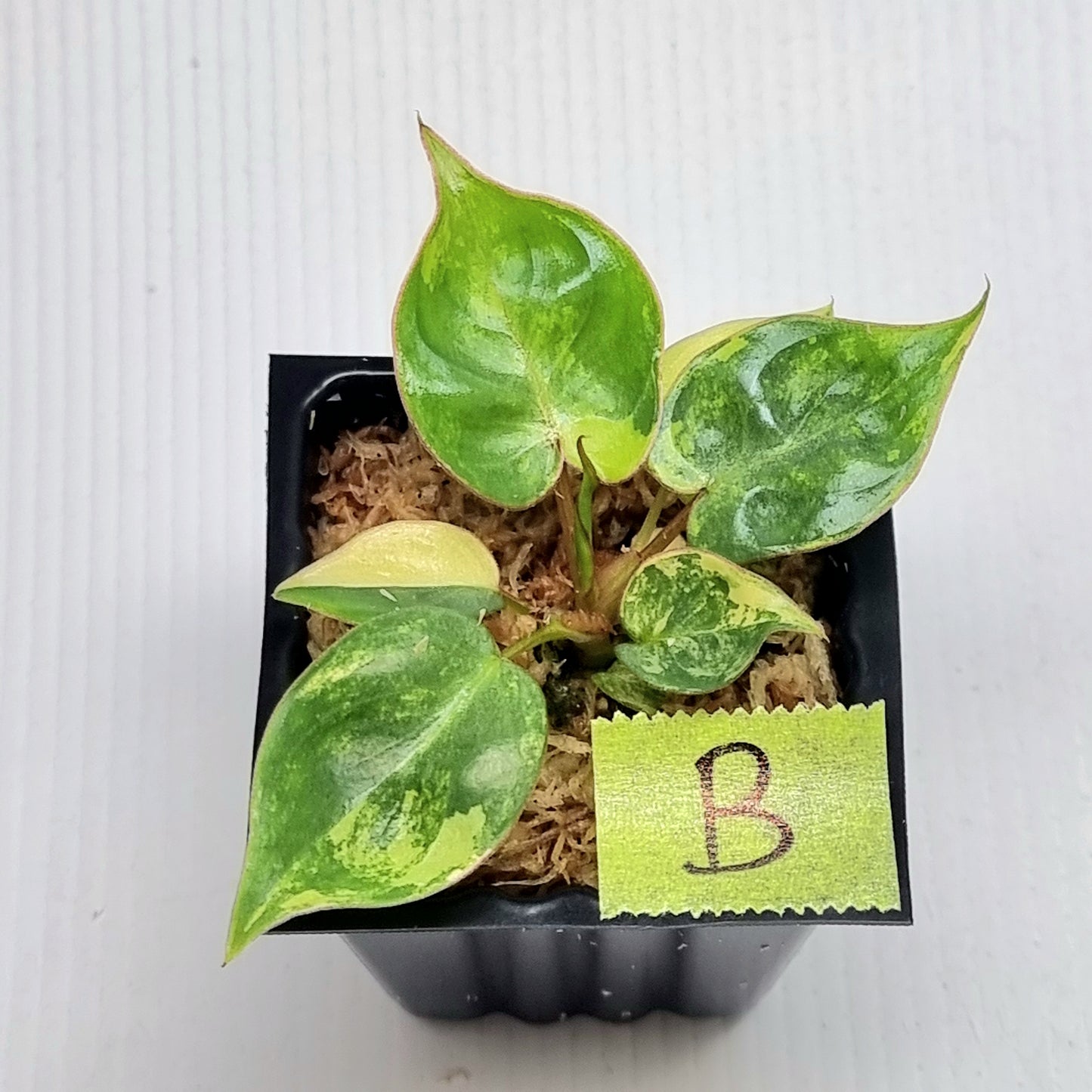 Philodendron billietiae Variegated