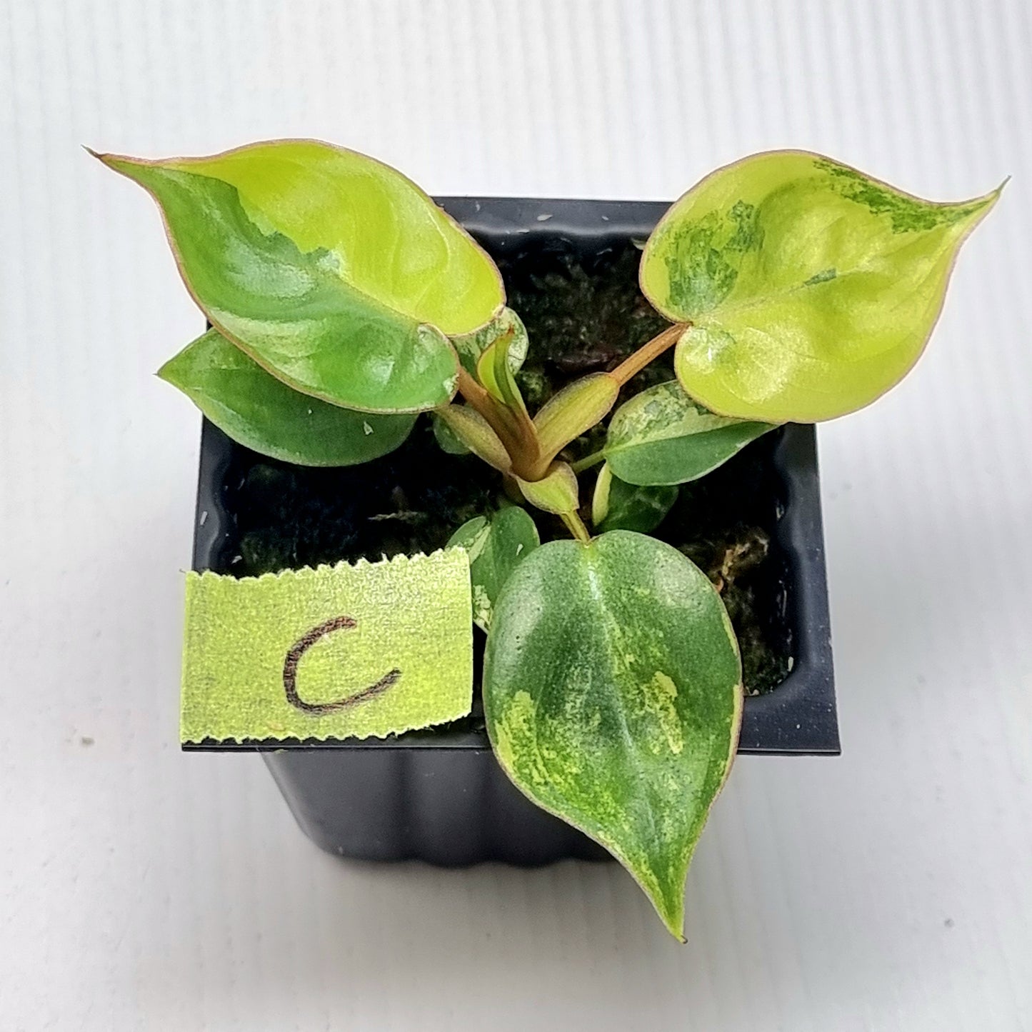 Philodendron billietiae Variegated