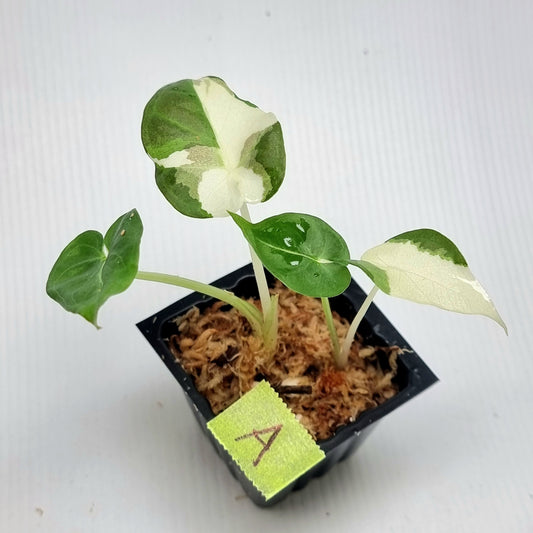 Alocasia Regal Shield Albo Variegated