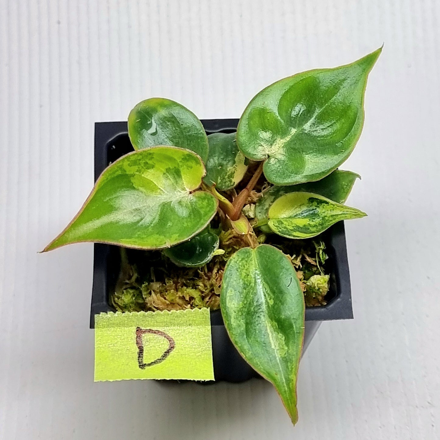 Philodendron billietiae Variegated