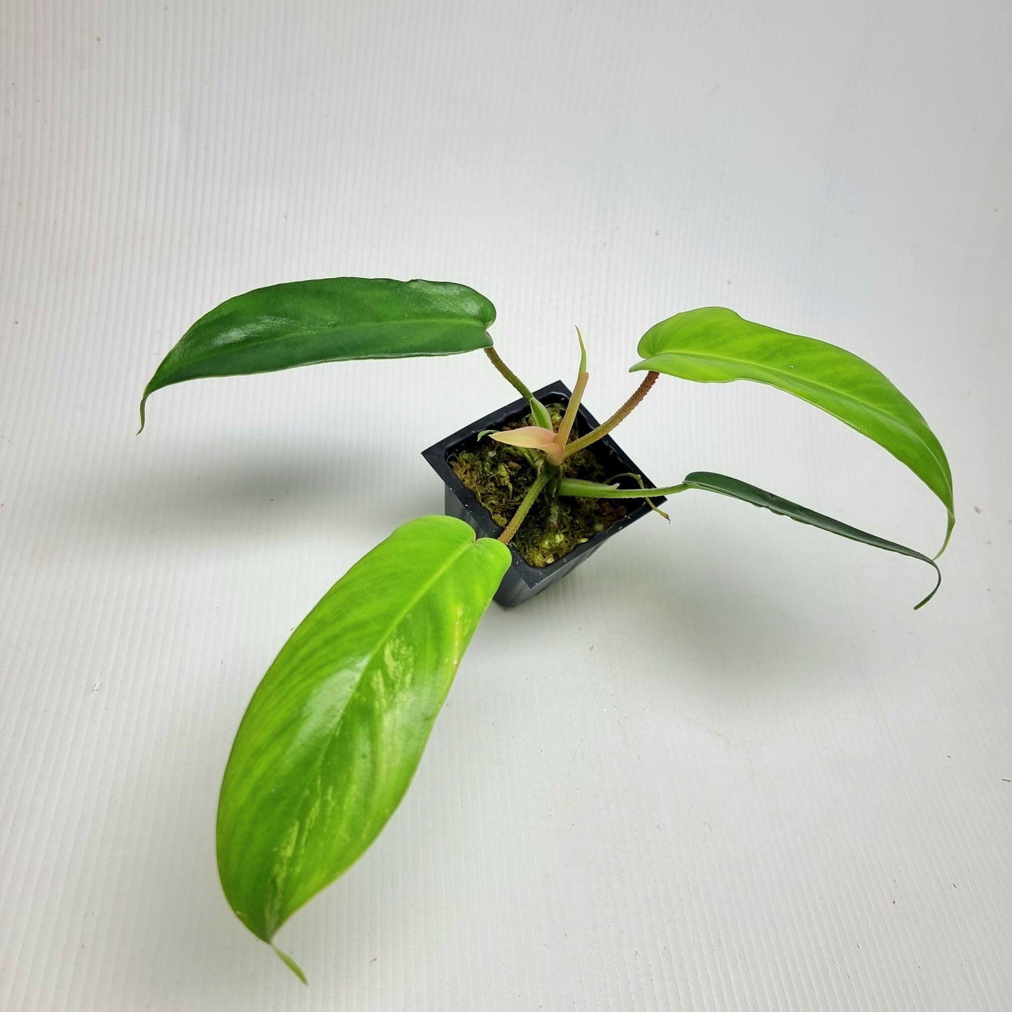 Philodendron squamiferum X P. Florida Beauty REVERTED/ Low var