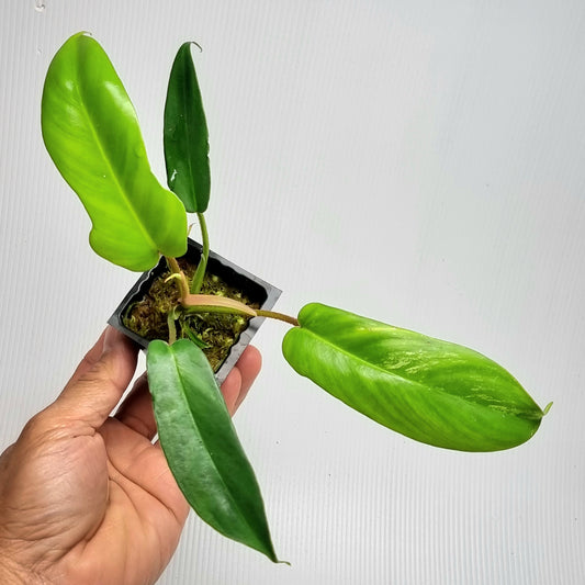 Philodendron squamiferum X P. Florida Beauty REVERTED/ Low var