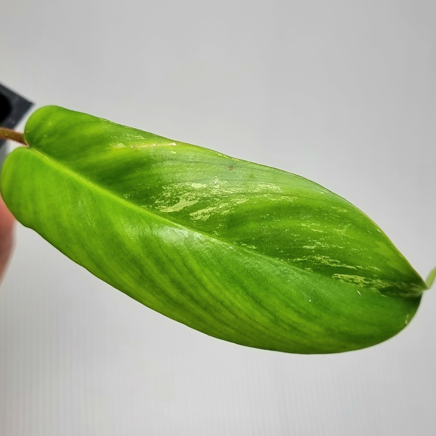 Philodendron squamiferum X P. Florida Beauty REVERTED/ Low var