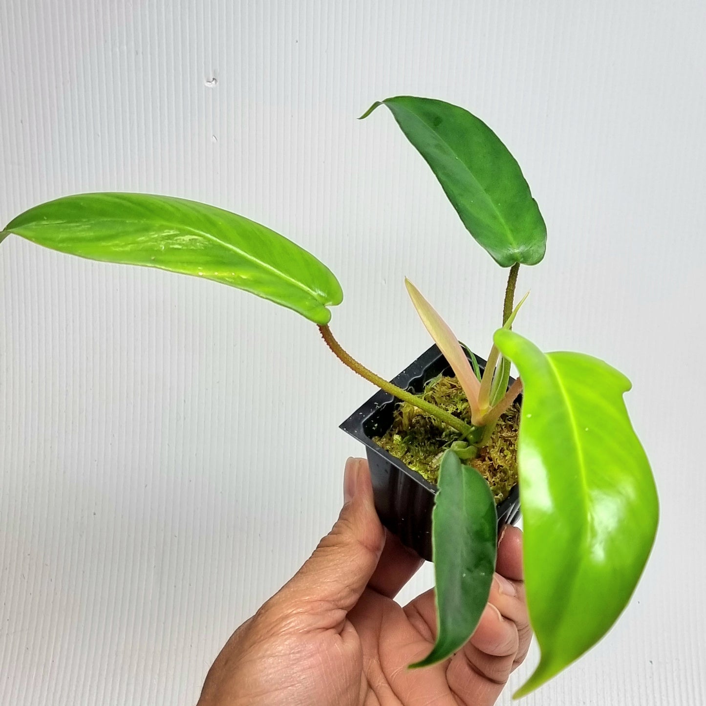 Philodendron squamiferum X P. Florida Beauty REVERTED/ Low var