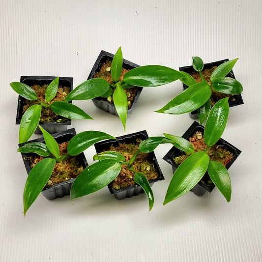 Philodendron Jose Buono x P. martianum
