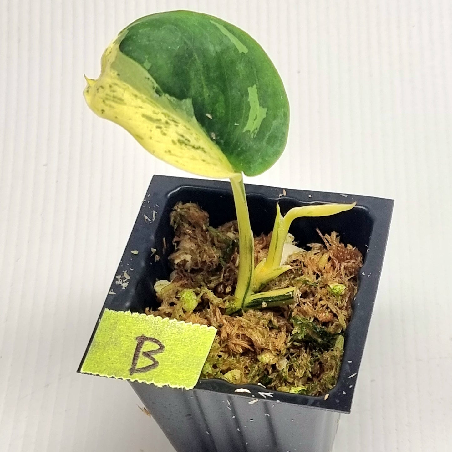 Scindapsus Jade Satin Silver White