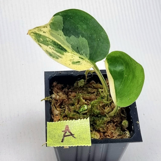 Scindapsus Jade Satin Silver White