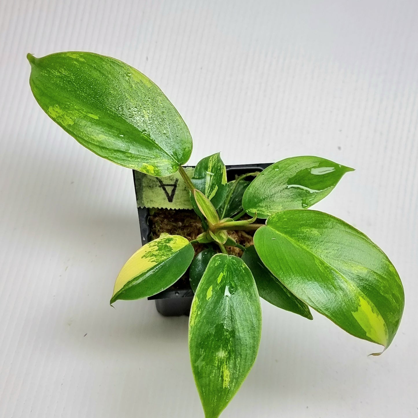 Philodendron Florida Beauty x P. mayoi Variegated