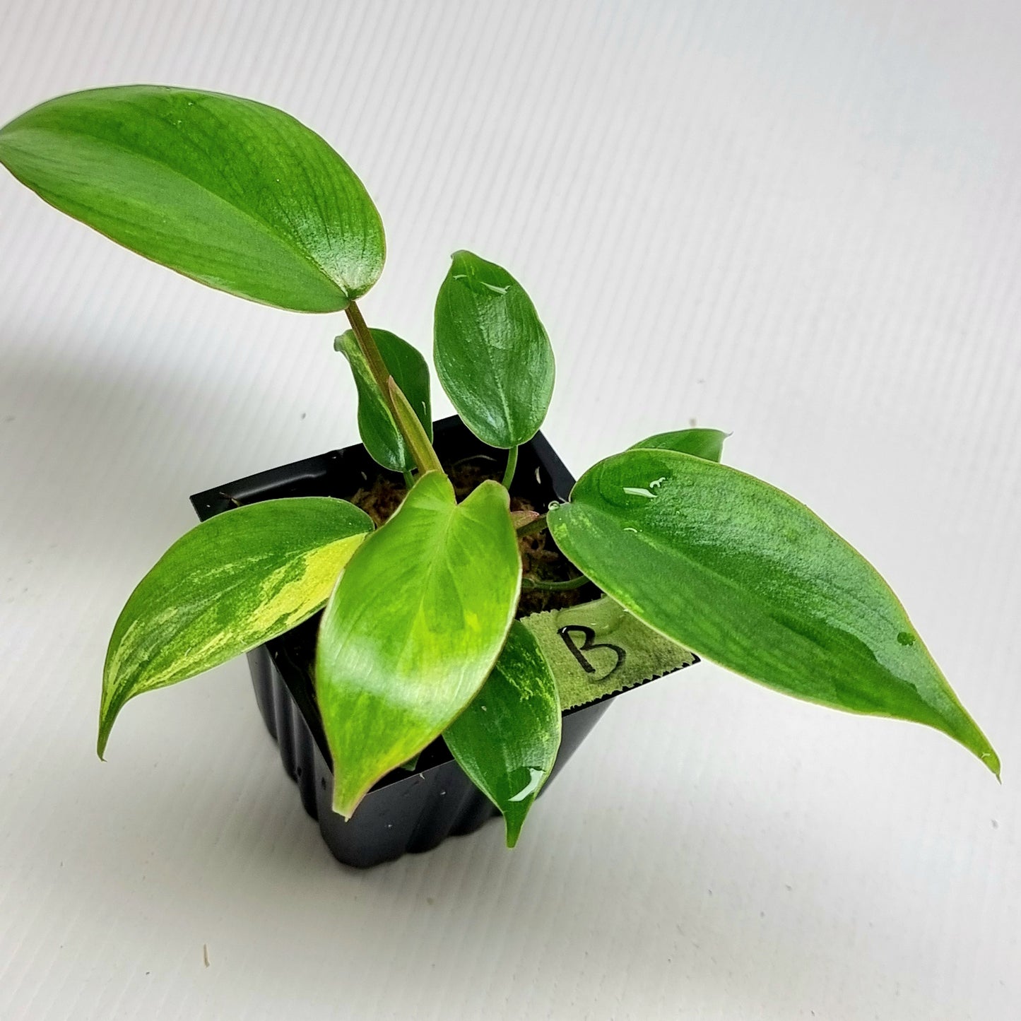 Philodendron Florida Beauty x P. mayoi Variegated