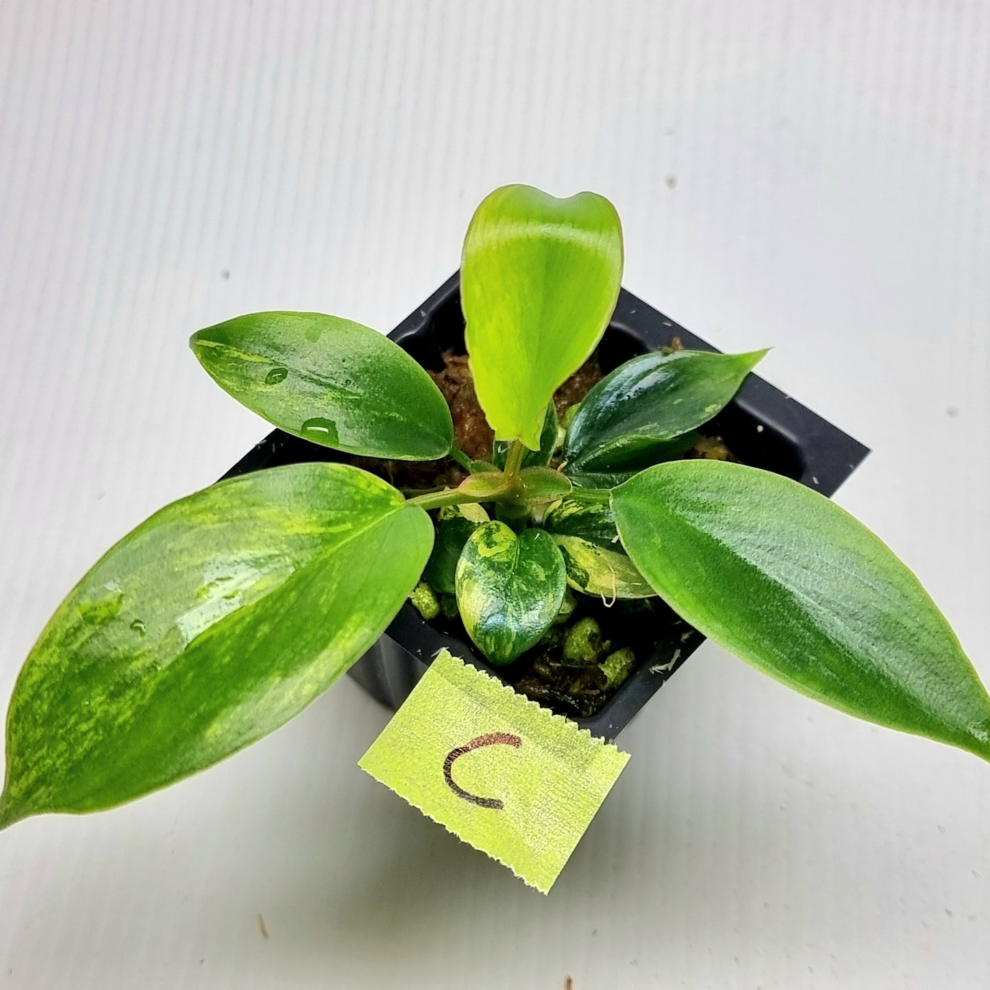 Philodendron Florida Beauty x P. mayoi Variegated