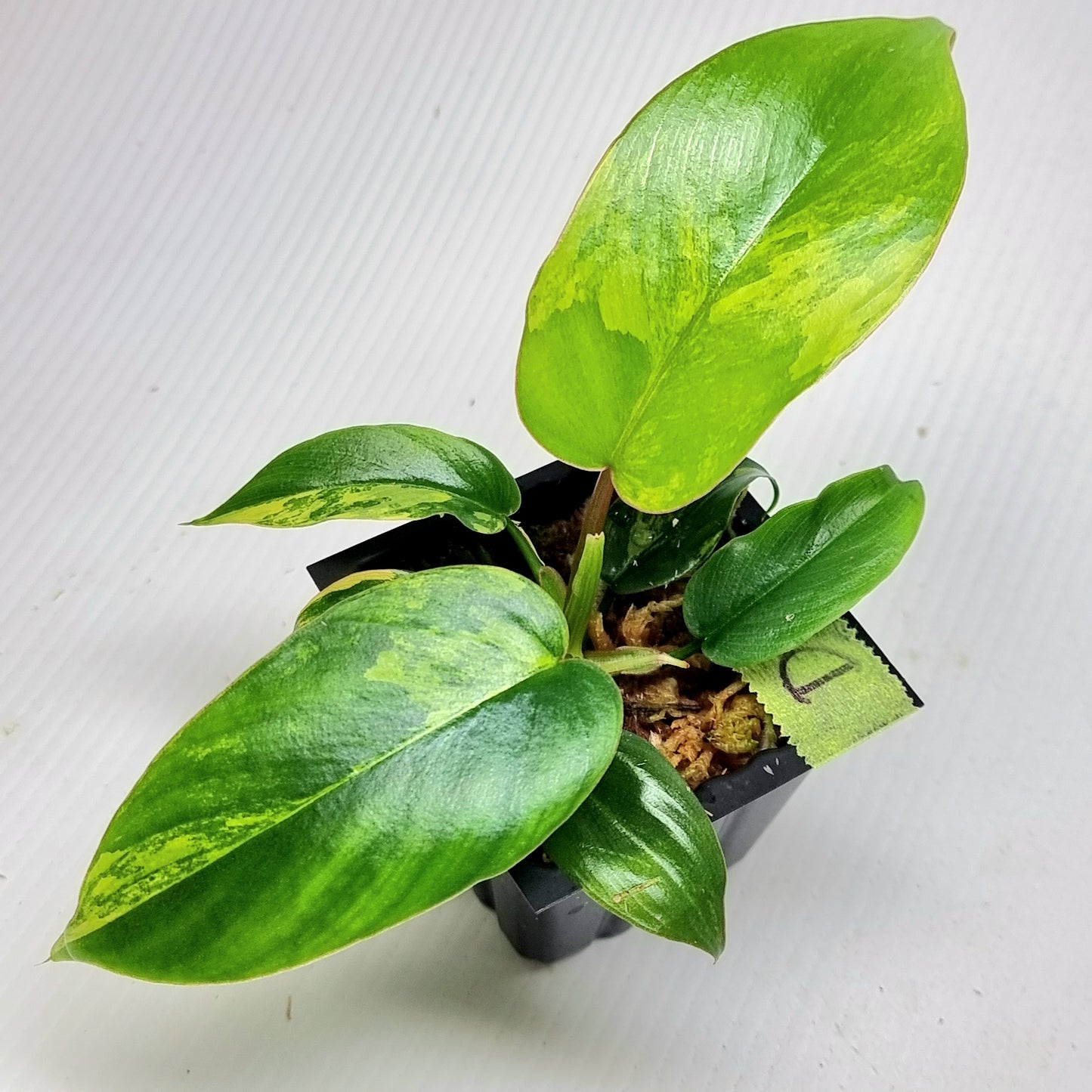 Philodendron Florida Beauty x P. mayoi Variegated