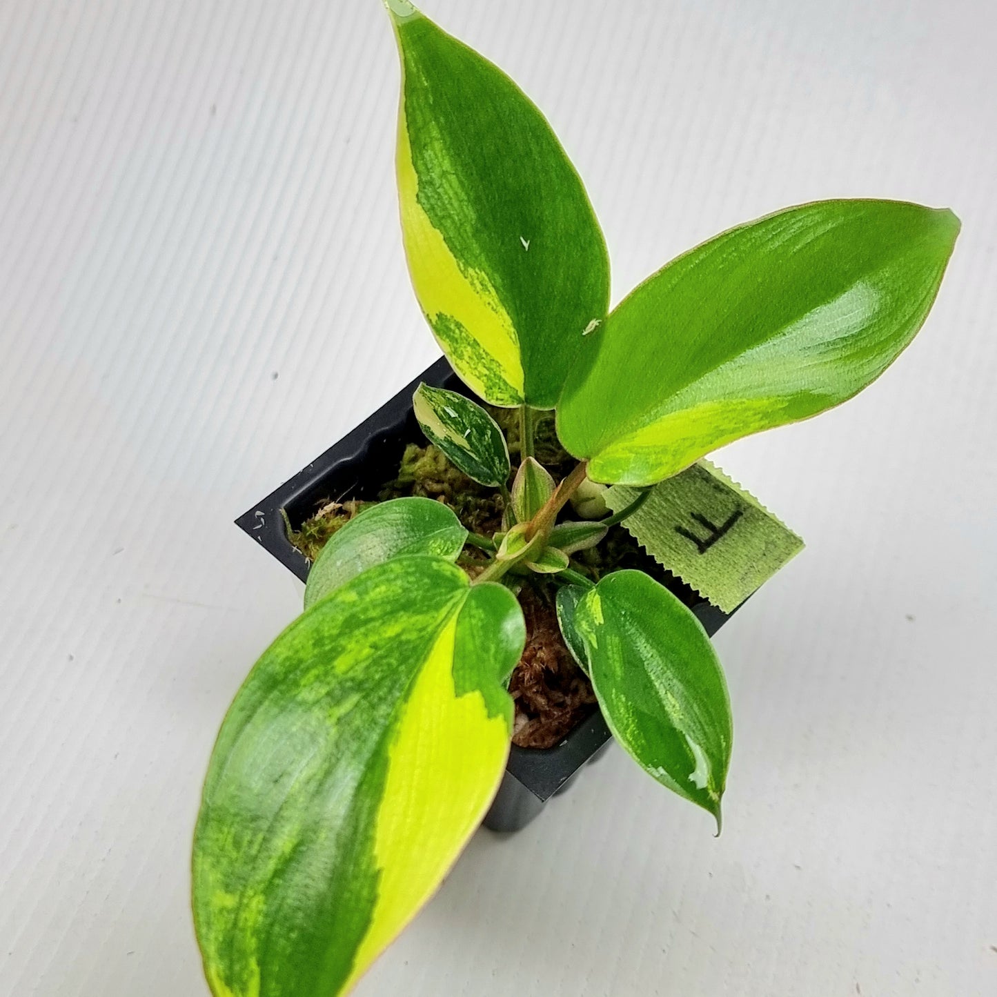 Philodendron Florida Beauty x P. mayoi Variegated