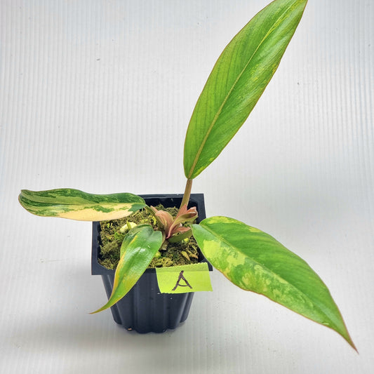 Philodendron Caramel Marble