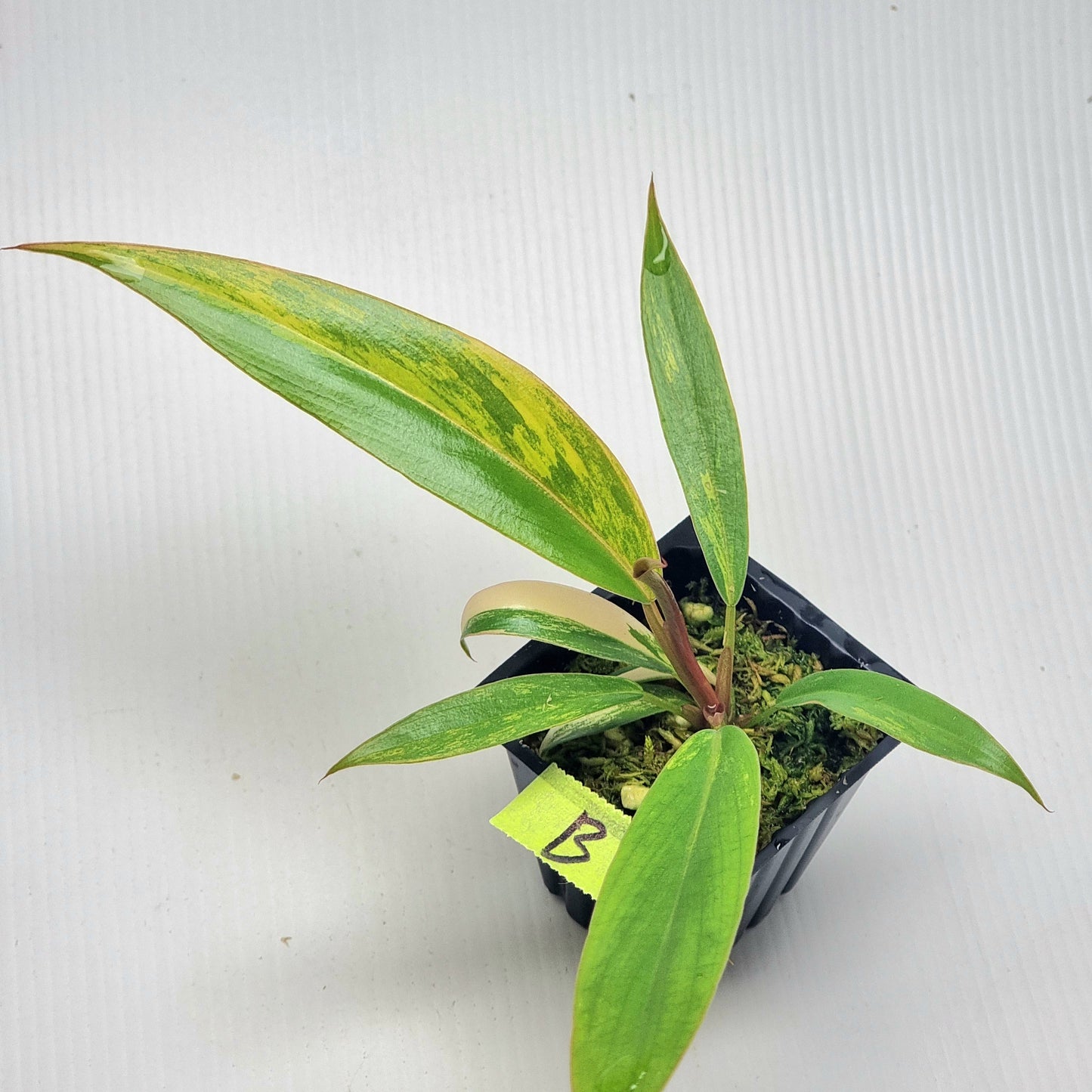 Philodendron Caramel Marble