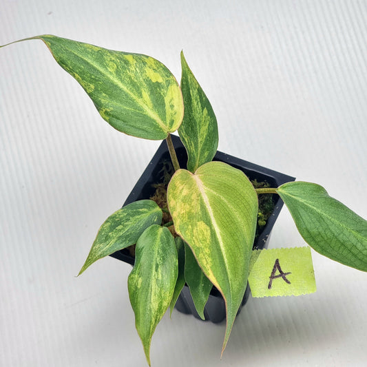 Philodendron gloriosum Tricolour Variegated