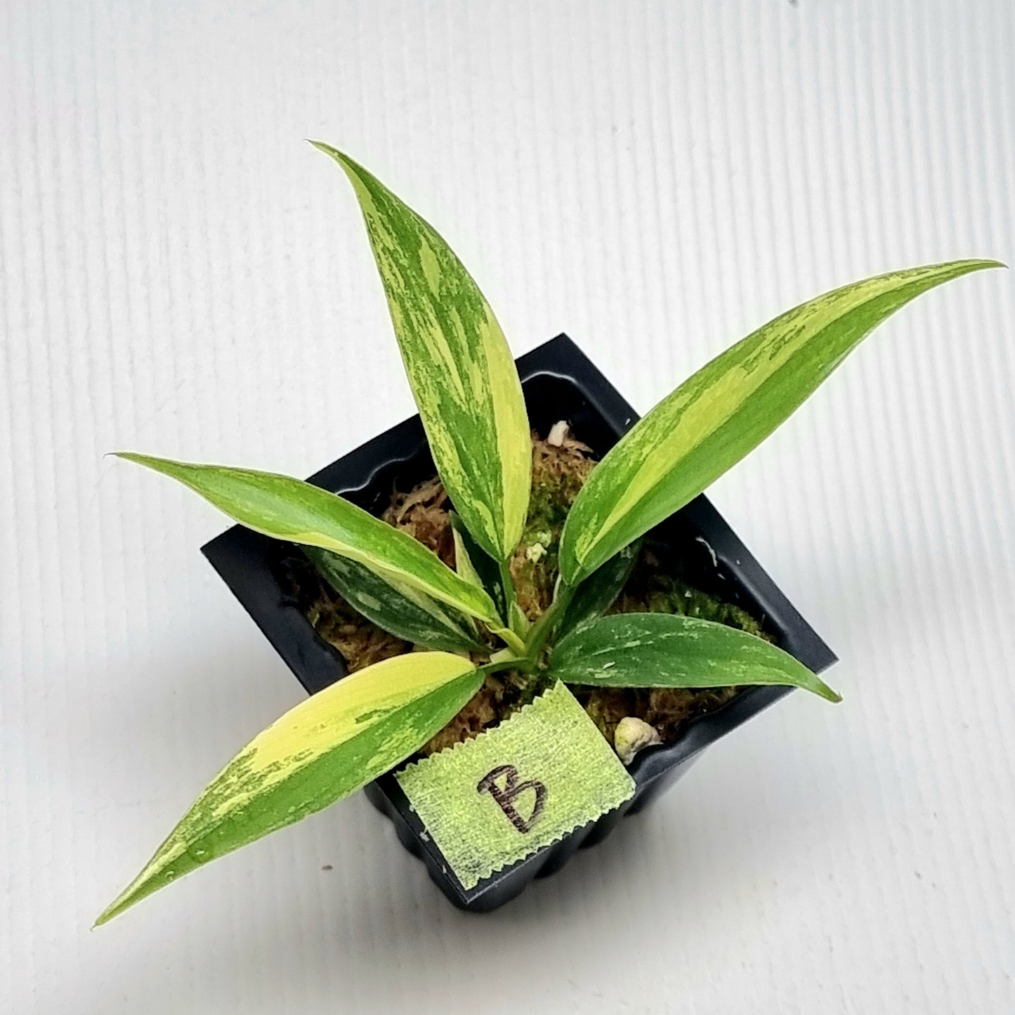 Philodendron Florida Beauty x P. tortum Variegated