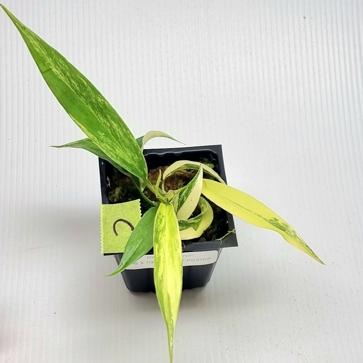 Philodendron Florida Beauty x P. tortum Variegated