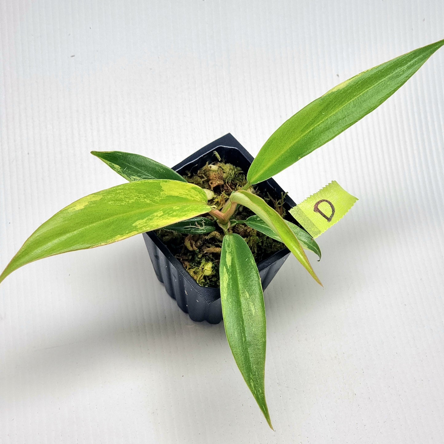 Philodendron Florida Beauty x P. tortum Variegated