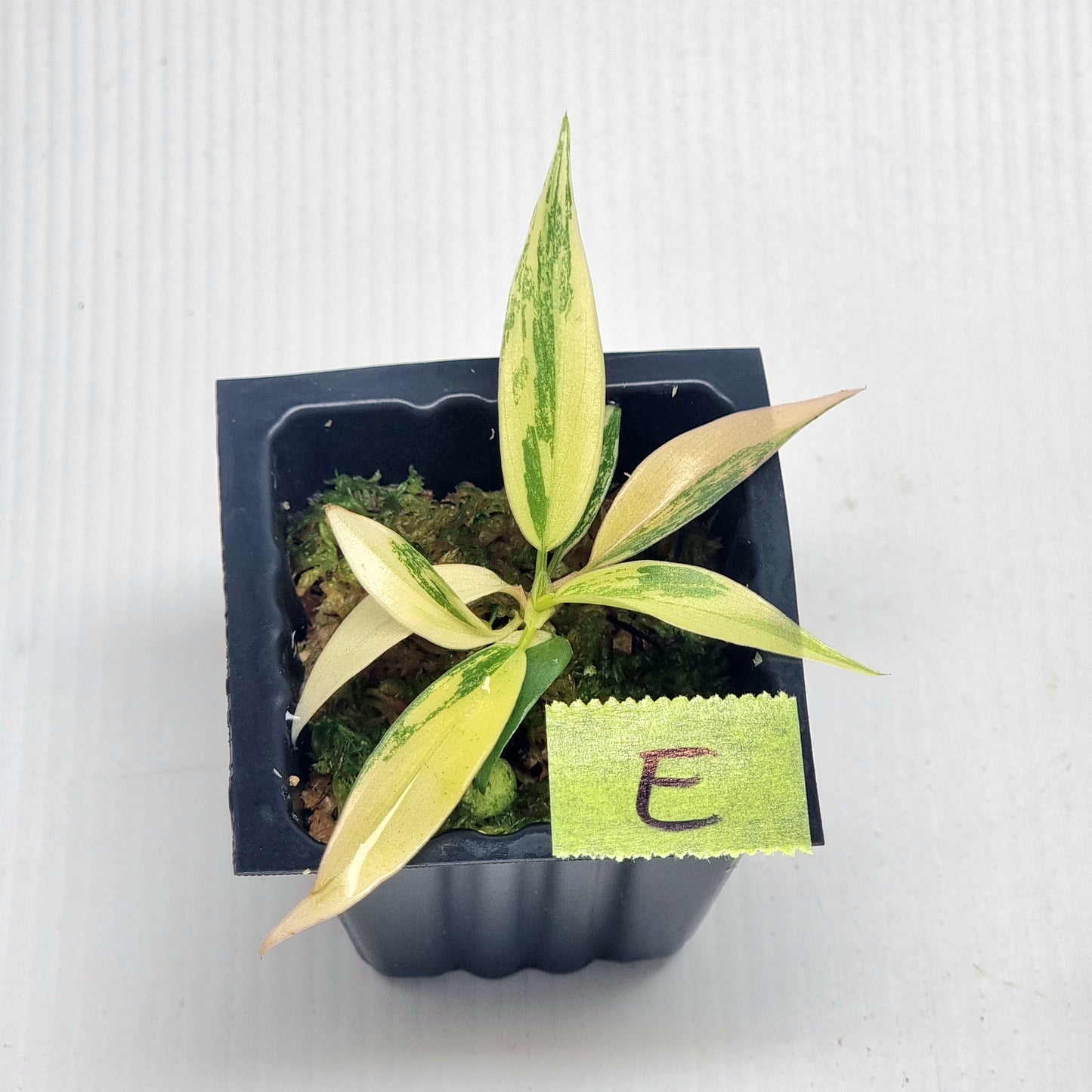 Philodendron Florida Beauty x P. tortum Variegated