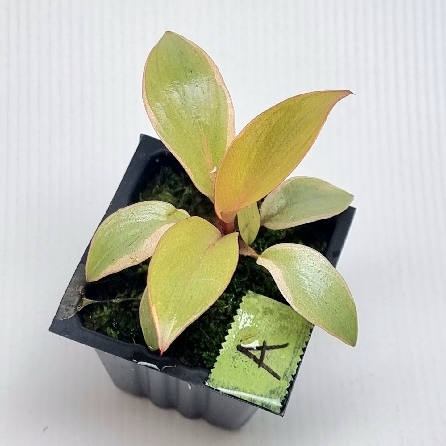 Philodendron Black cardinal var no.2