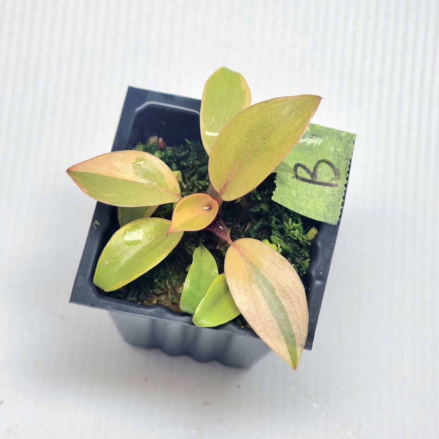 Philodendron Black cardinal var no.2