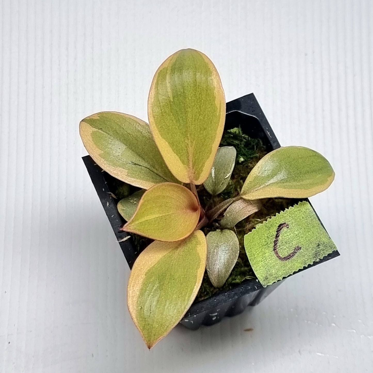 Philodendron Black cardinal var no.2