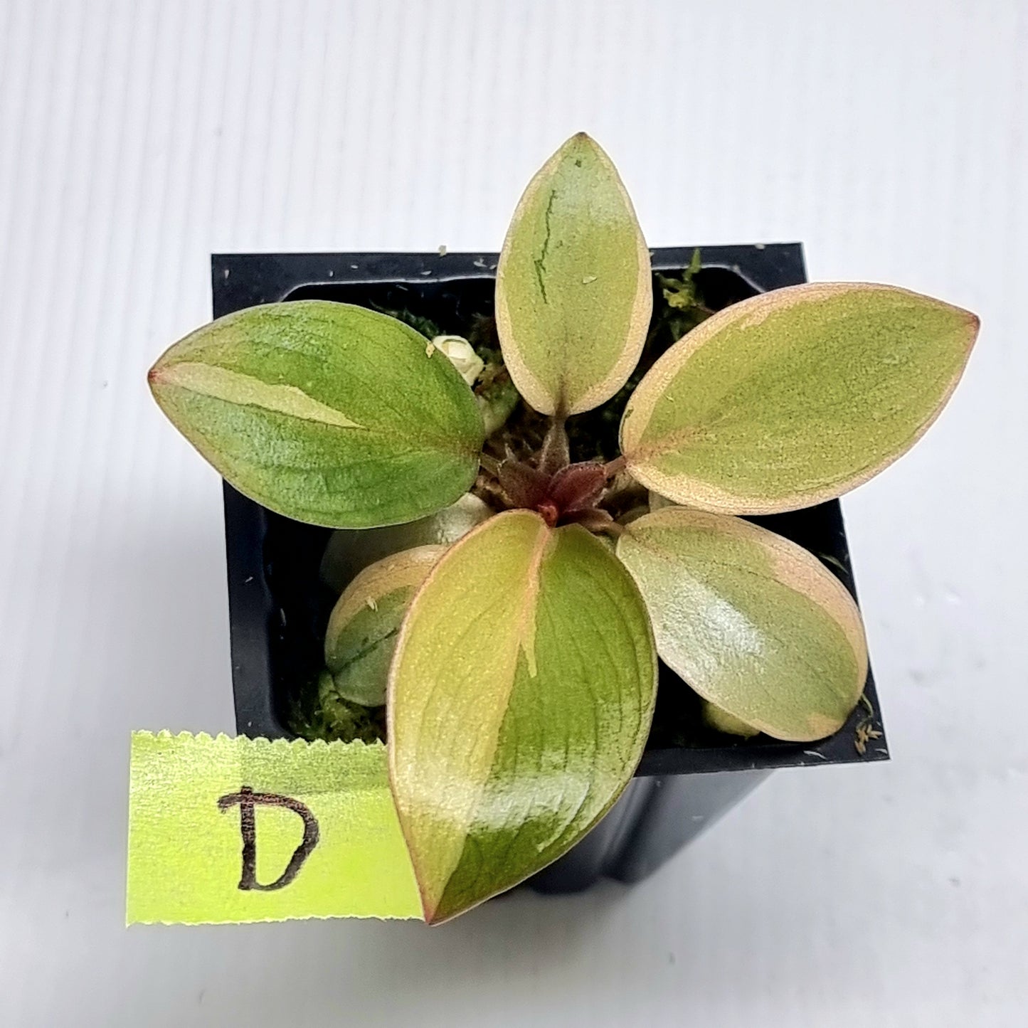 Philodendron Black cardinal var no.2