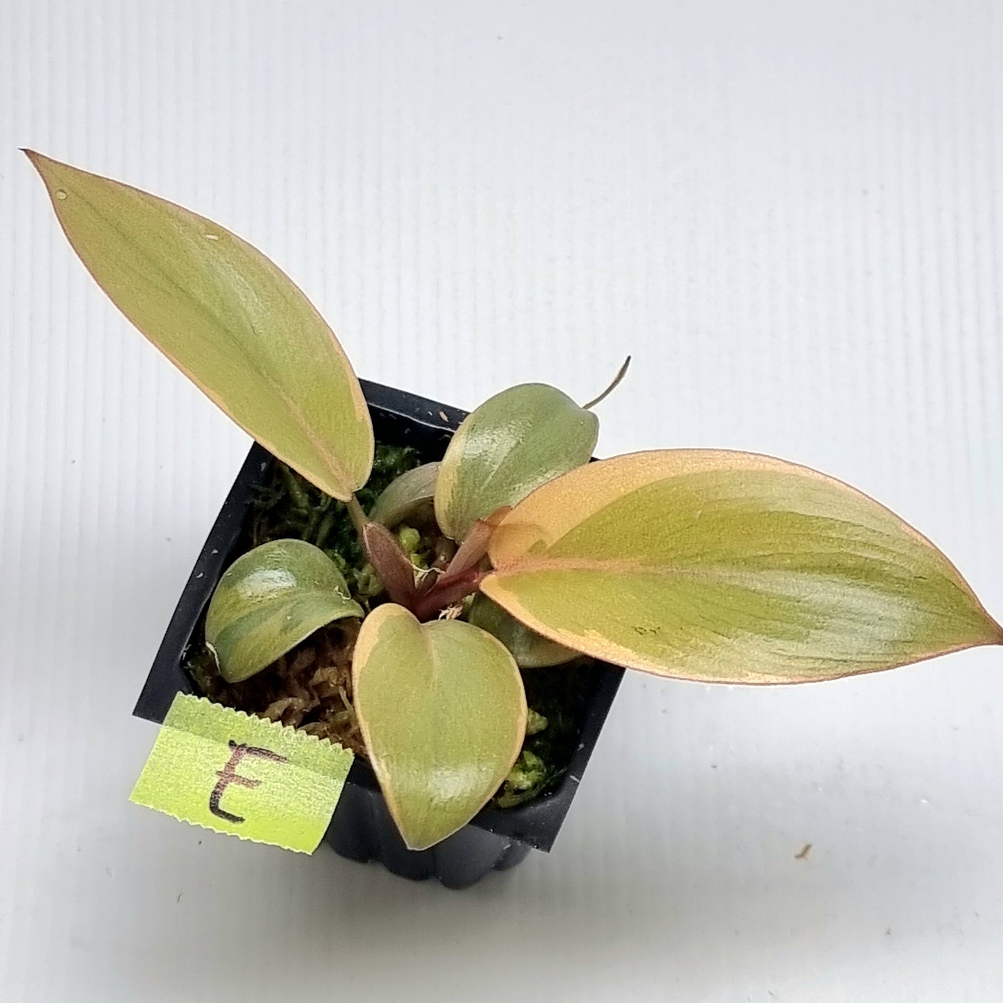 Philodendron Black cardinal var no.2