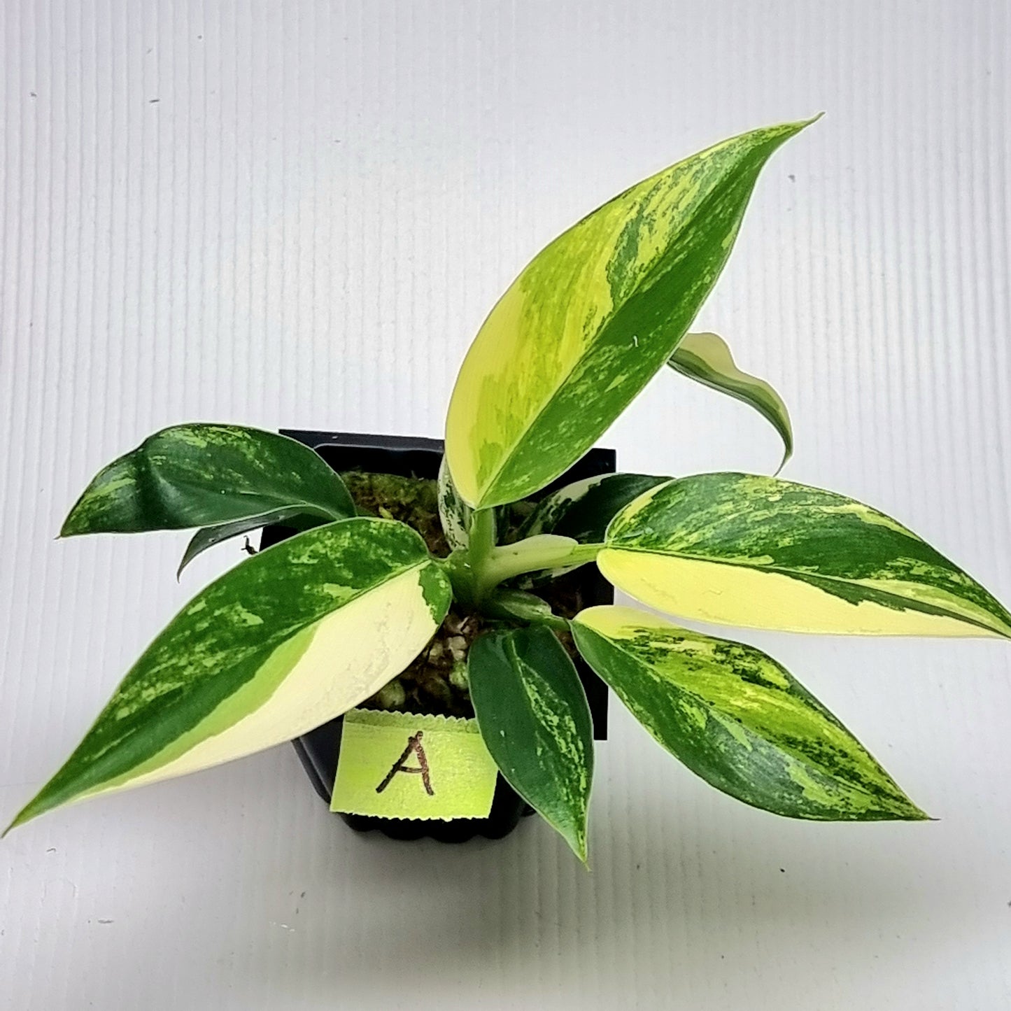 Philodendron Imperial Green Variegated