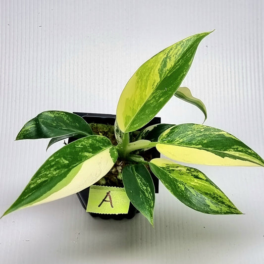 Philodendron Imperial Green Variegated