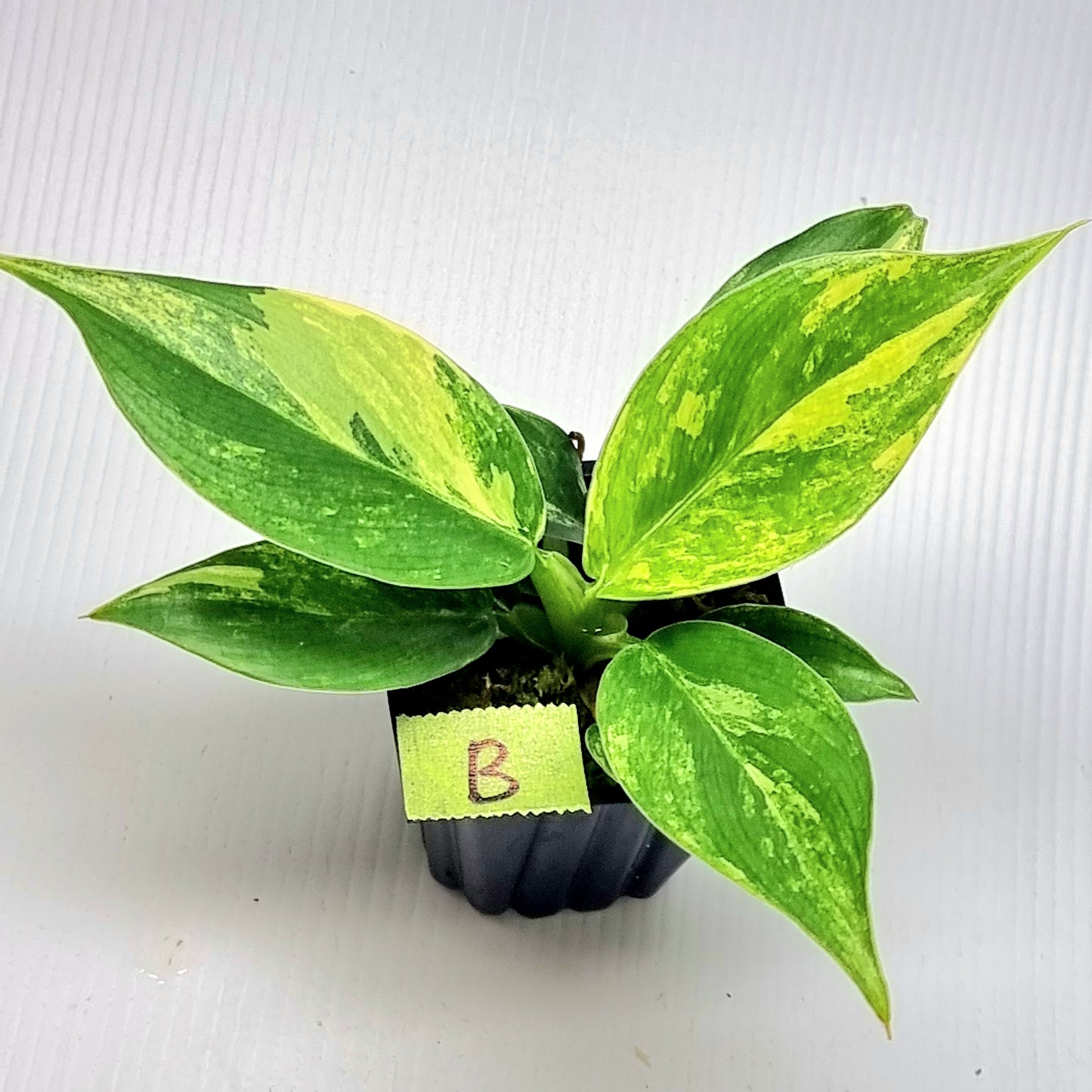 Philodendron Imperial Green Variegated