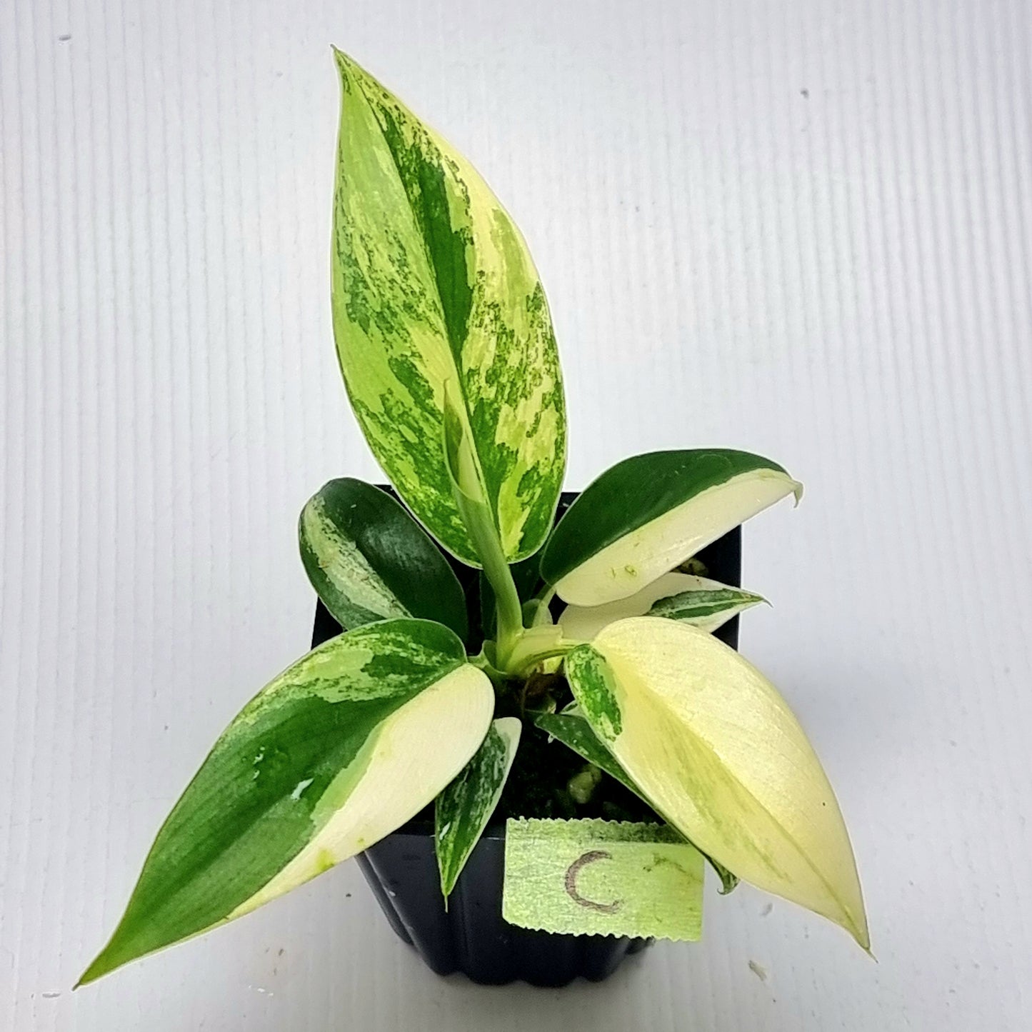 Philodendron Imperial Green Variegated