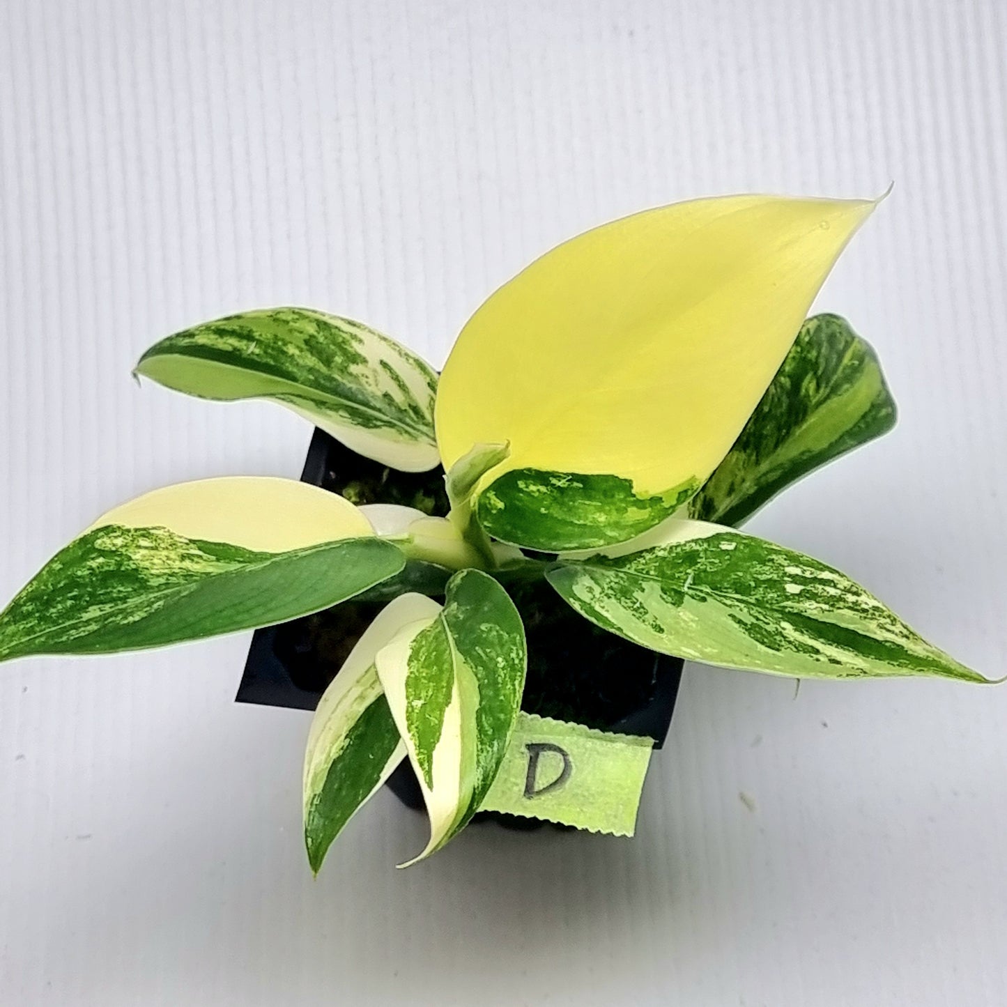 Philodendron Imperial Green Variegated