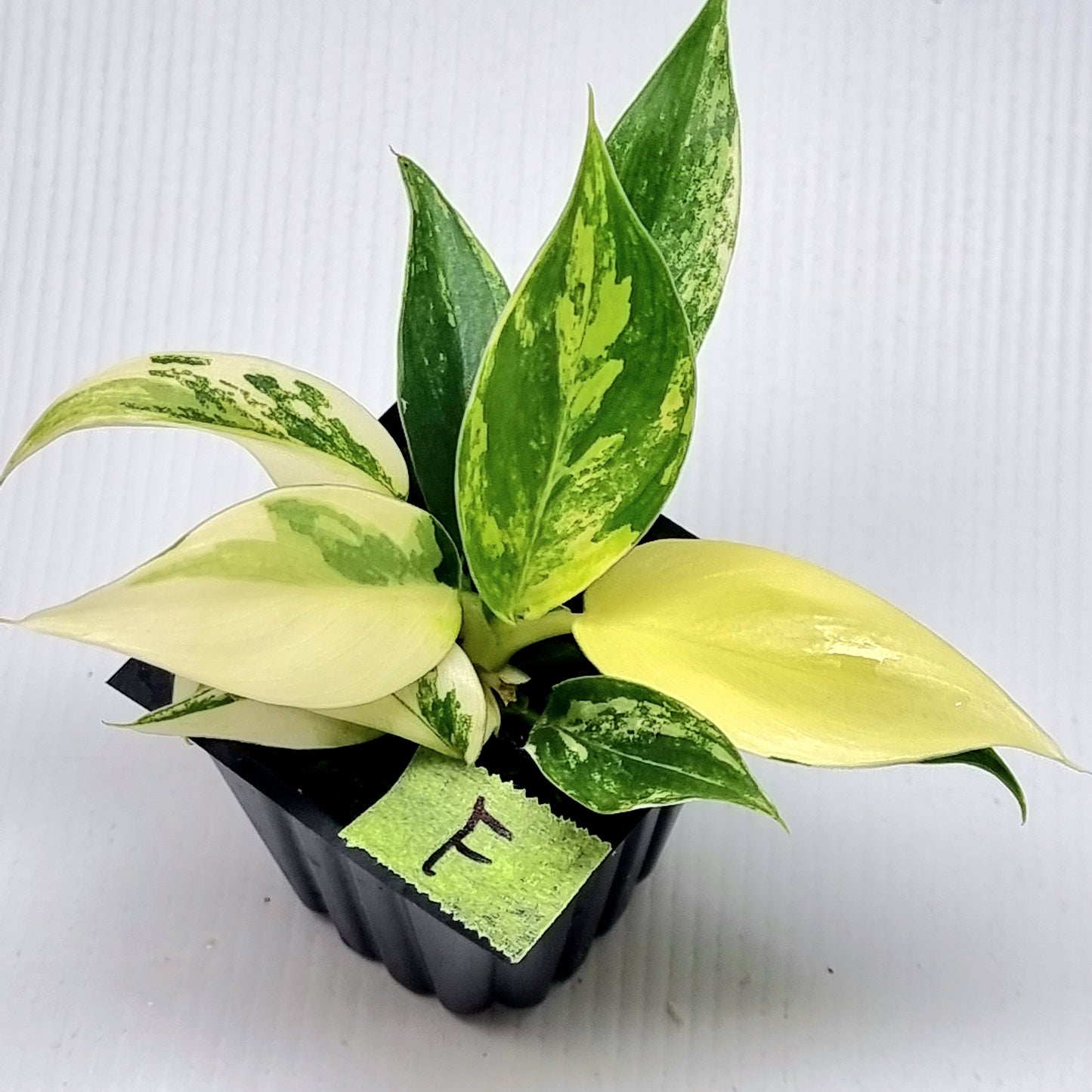 Philodendron Imperial Green Variegated