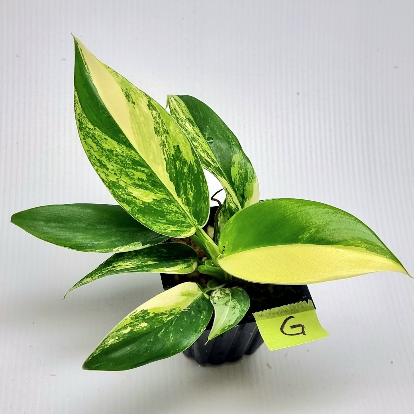 Philodendron Imperial Green Variegated