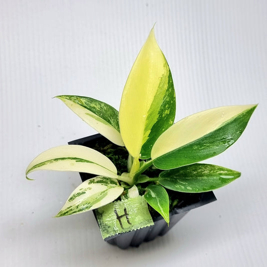 Philodendron Imperial Green Variegated