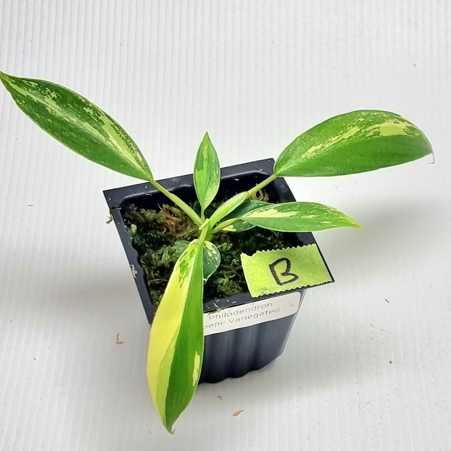 Philodendron joepii Albo Variegated