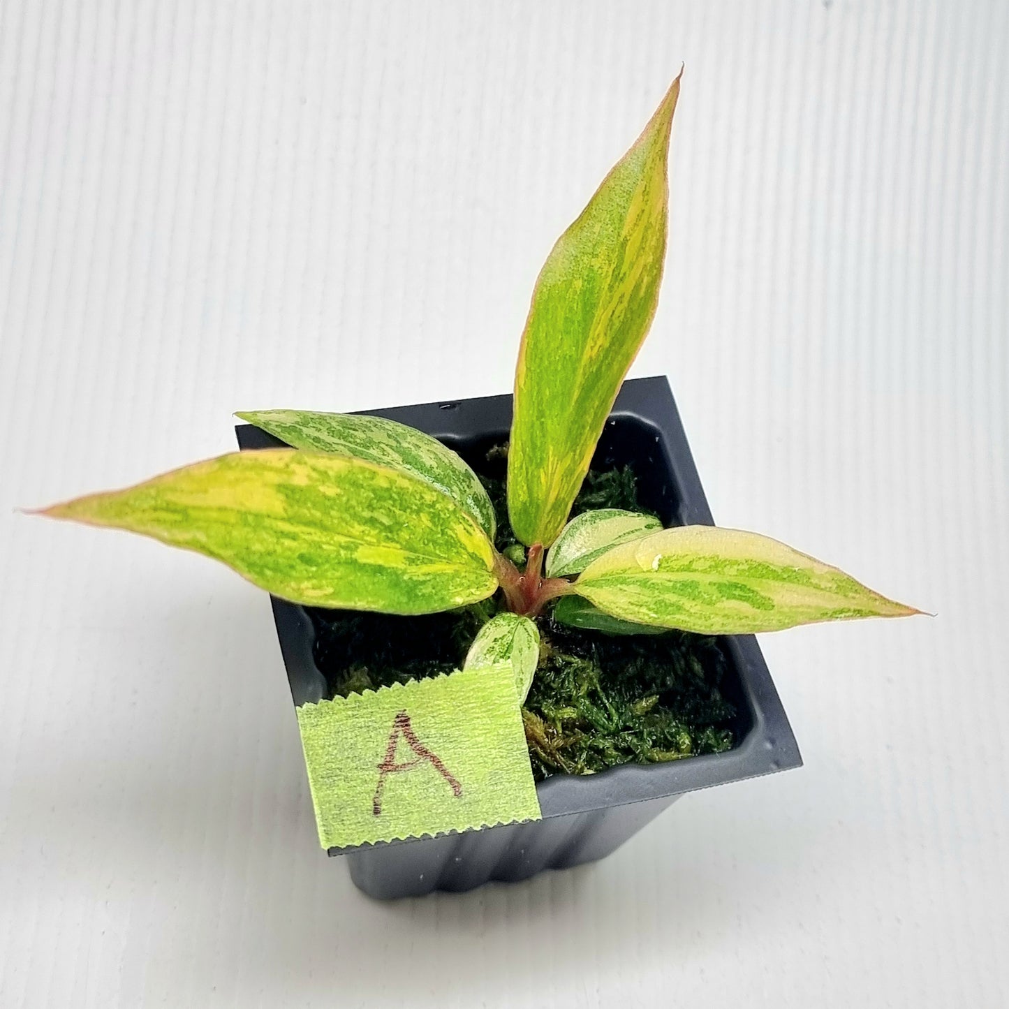 Philodendron Fire Tiger