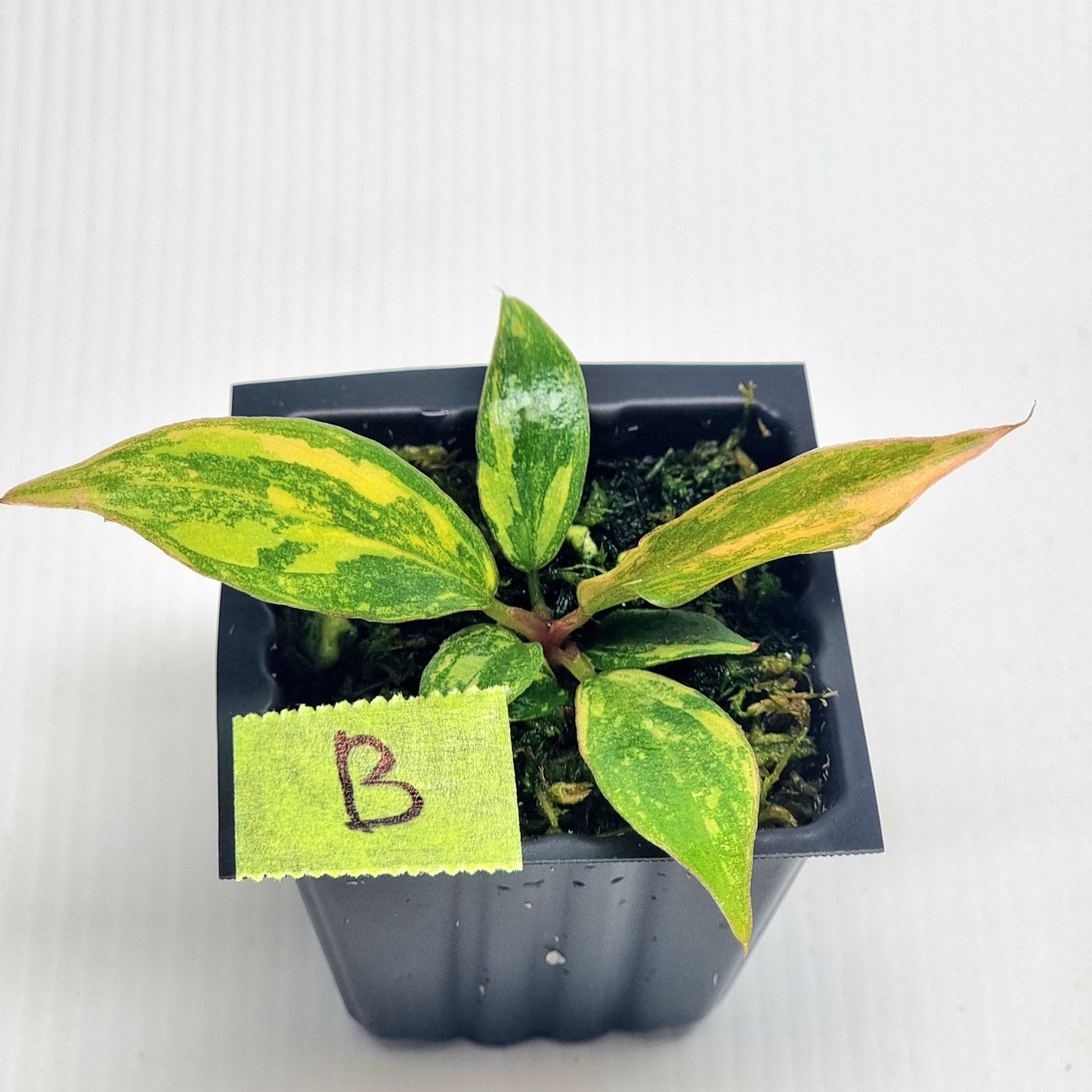 Philodendron Fire Tiger